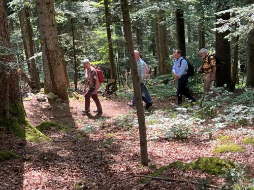 Montée tranquille dans la forêt